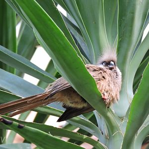 Speckled mousebird [2016]
