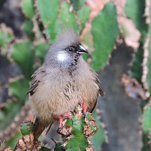Speckled mousebird [2016]
