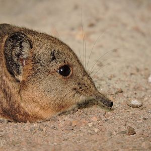 Round-eared elephant shrew [2016]