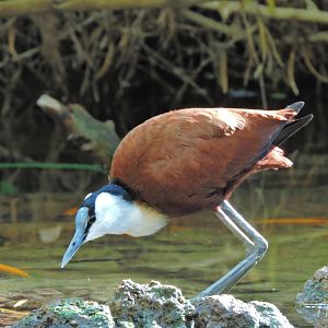 African jacana [2016]