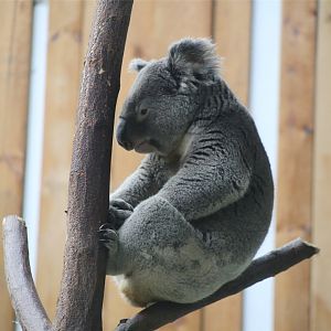 Koala