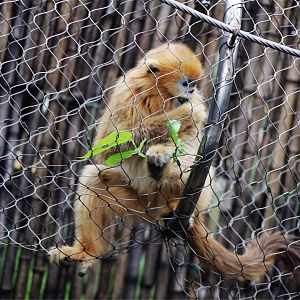 Golden Snub-nosed Monkey Juvenile, in Philadelphia-style Mesh Trail