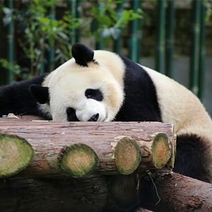 Giant Panda