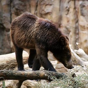 Brown Bear