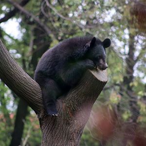 Asian Black Bear