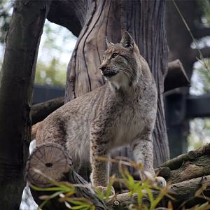 Eurasian Lynx