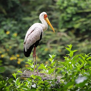 Yellow-billed stork