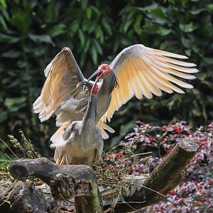 Crested ibis mating