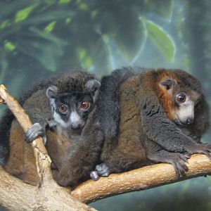 Mongoose Lemurs