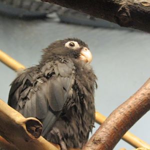 Lesser Vasa Parrot