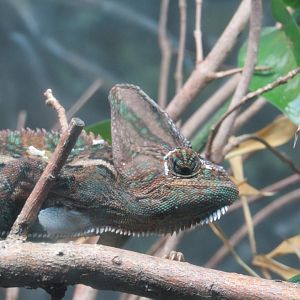 Oustalet's Chameleon