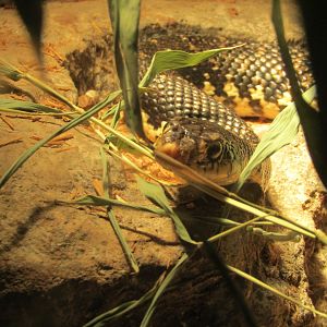 Malagasy Hognose Snake