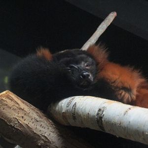 Red Ruffed Lemur