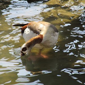 Egyptian Goose