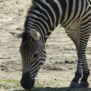 Grant's Zebra