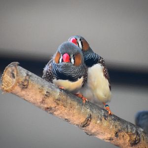 Zebra Finches (Taeniopygia guttata)