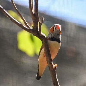 Zebra Finch (Taeniopygia guttata)