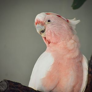 Major Mitchell's Cockatoo (Lophochroa leadbeateri)