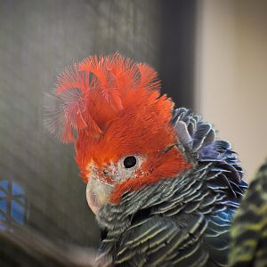 Gang-gang Cockatoo (Callocephalon fimbriatum)