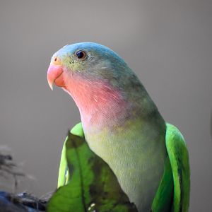 Princess Parrot (Polytelis alexandrae)