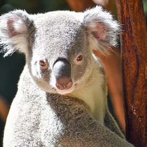 Koala (Phascolarctos cinereus)