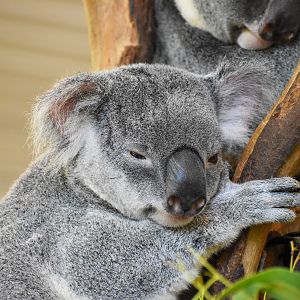 Koala (Phascolarctos cinereus)