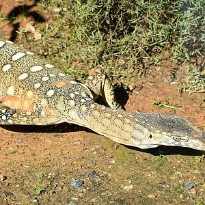 Perentie (Varanus giganteus)