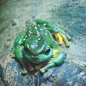 Magnificent Tree Frog (Litoria splendida)