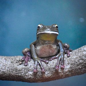White-lipped Tree Frog (Litoria infrafrenata)