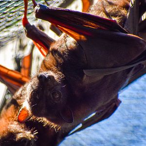 Little Red Flying Fox (Pteropus scapulatus)
