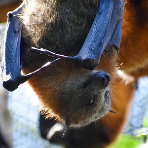 Grey-headed Flying Fox (Pteropus poliocephalus)