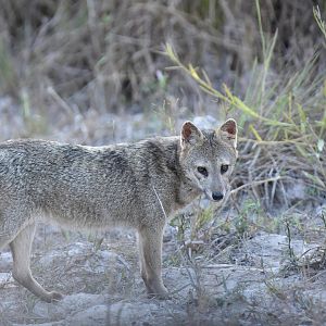 Crab-eating fox (Cerdocyon thous)