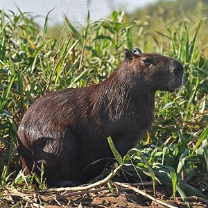 Capybara (Hydrochoerus hydrochaeris)