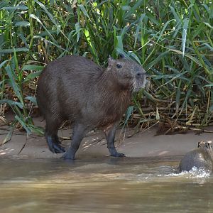 Capybara (Hydrochoerus hydrochaeris)