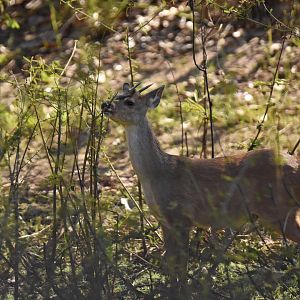Gray brocket (Mazama gouazoubira)