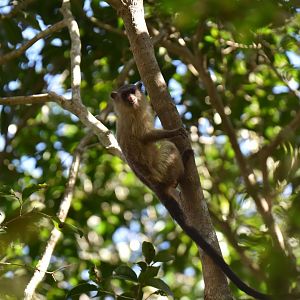 Black-tailed marmoset (Mico melanurus)