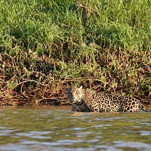 Jaguar (Panthera onca)