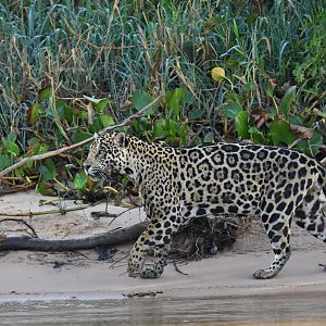 Jaguar (Panthera onca)