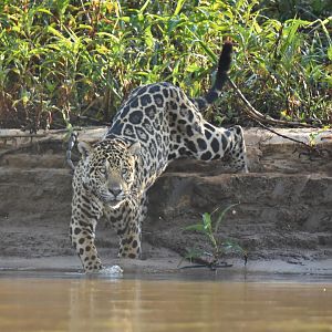 Jaguar (Panthera onca)