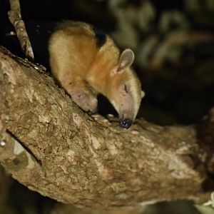 Southern tamandua (Tamandua tetradactyla)