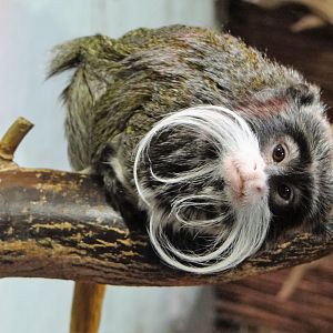 Bearded Emperor Tamarin