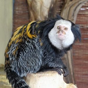 Geoffroy's Tufted-ear Marmoset