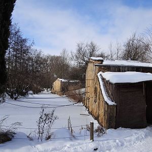 Siamang and gibbon houses