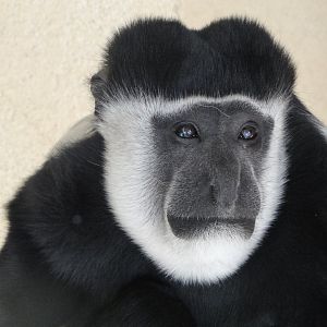 Kikuyu Guereza (Colobus guereza kikuyuensis)