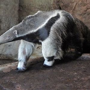 Giant Anteater
