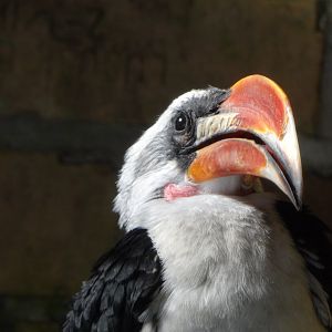 Von der Decken's hornbill (Tockus deckeni)