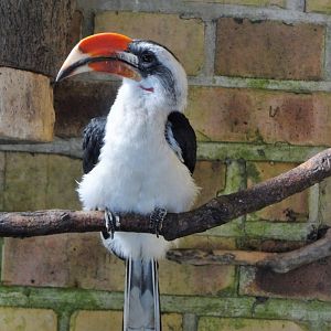 Von der Decken's hornbill (Tockus deckeni)