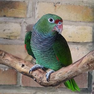 Vinaceous amazon (Amazona vinacea)