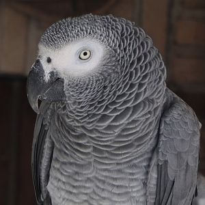 Congo grey parrot (Psittacus erithacus erithacus)