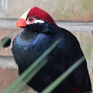 Violet turaco (Musophaga violacea)